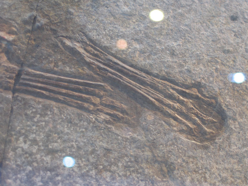 pterodactyl feet